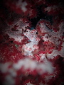   Pygmy Seahorse Sinandigan Wall Puerto Galera  
